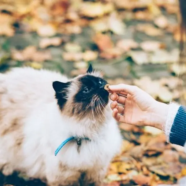 Gato comiendo de la mano de su dueña