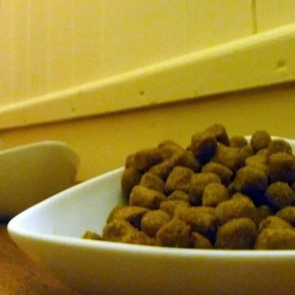 Plato con croquetas para perro