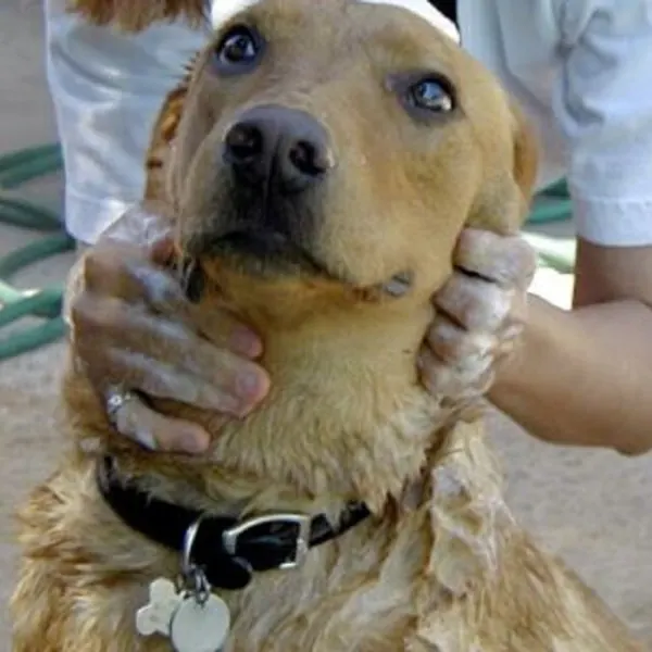 Perro recibiendo un baño